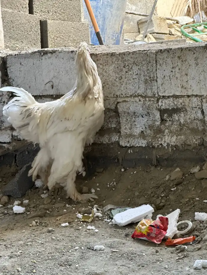 ديوك براهما 2 2