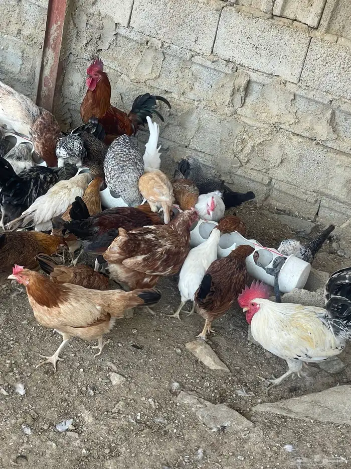 مراح دجاج كامل ونظيف للبيع جمله فقط   للجادين فقط 5