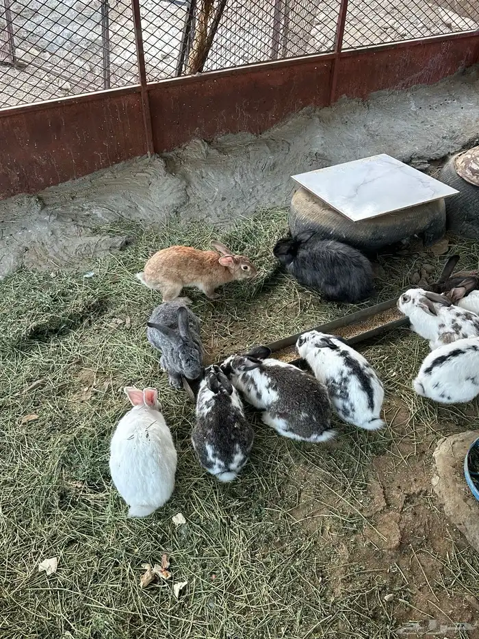 ارانب منتجه 3