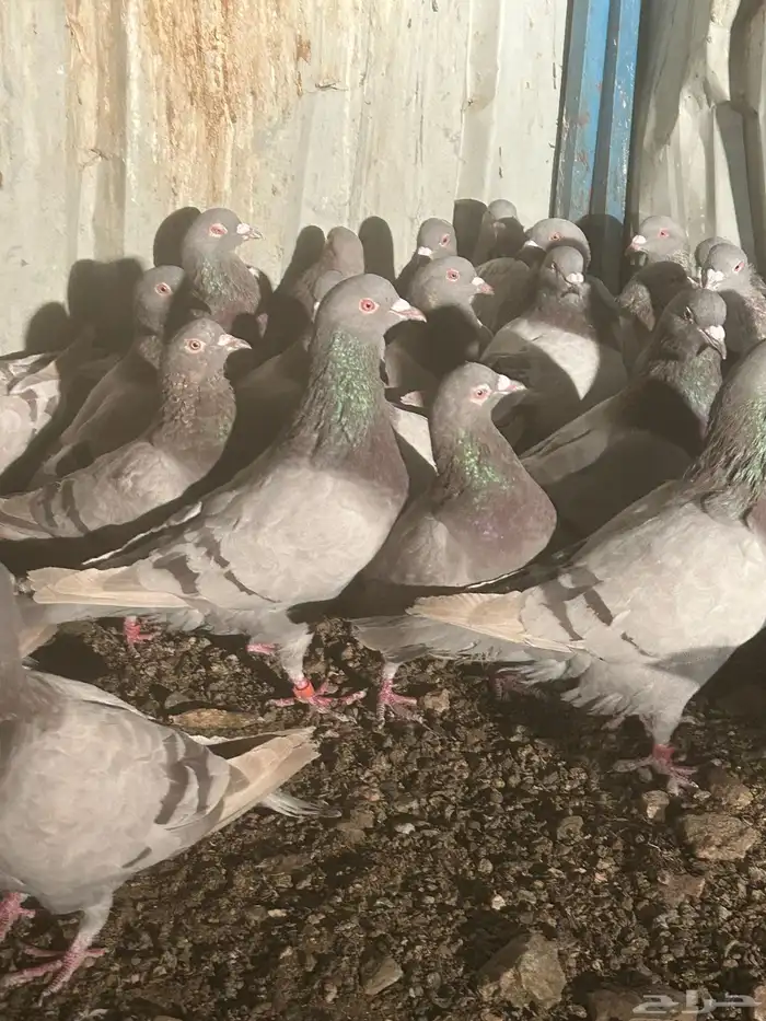 تم البيع الله يبارك لرعيه 8