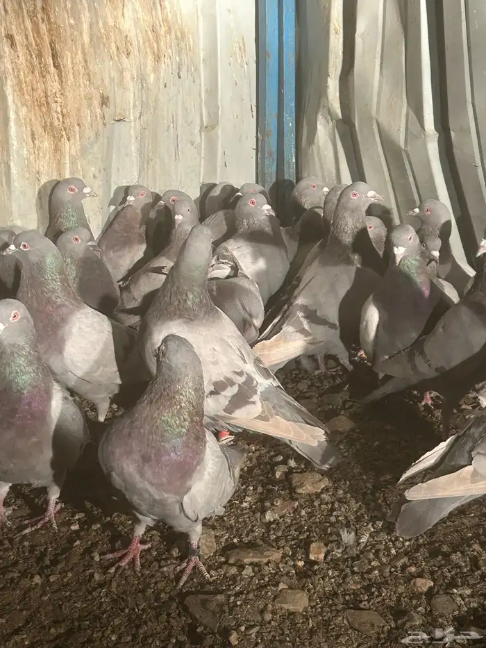 تم البيع الله يبارك لرعيه 3