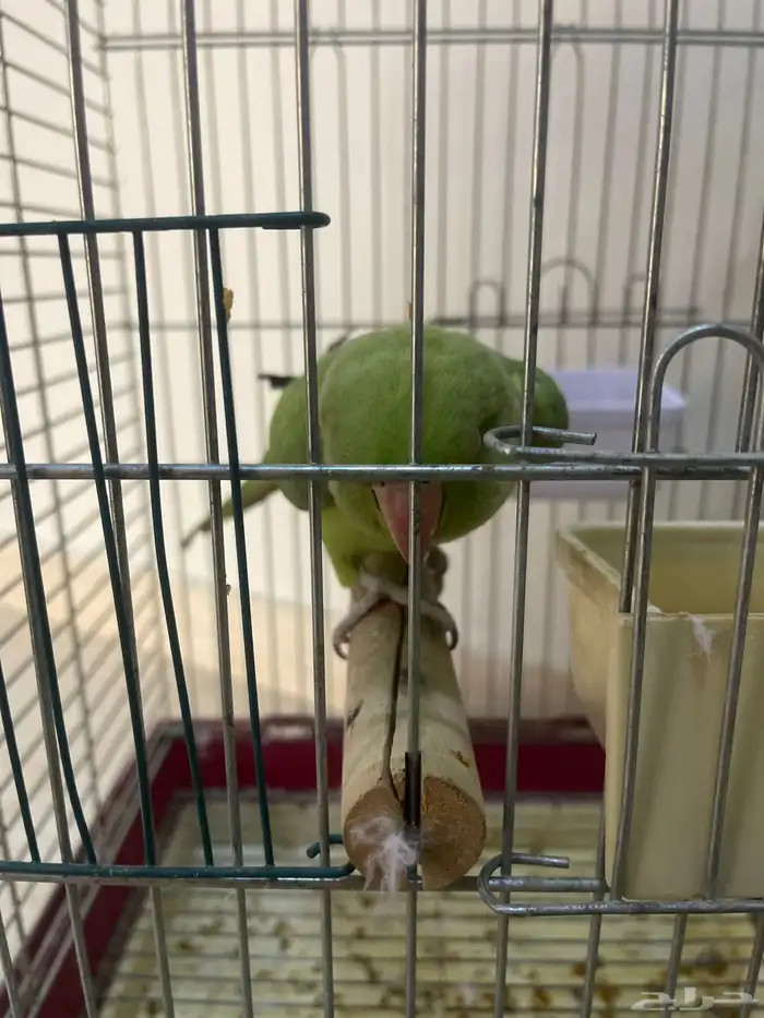 بغباء دره أنثى جاهزه 0