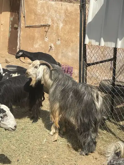 تيس عارضي صنف index