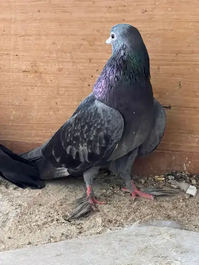 زوج صنعاني للبيع index