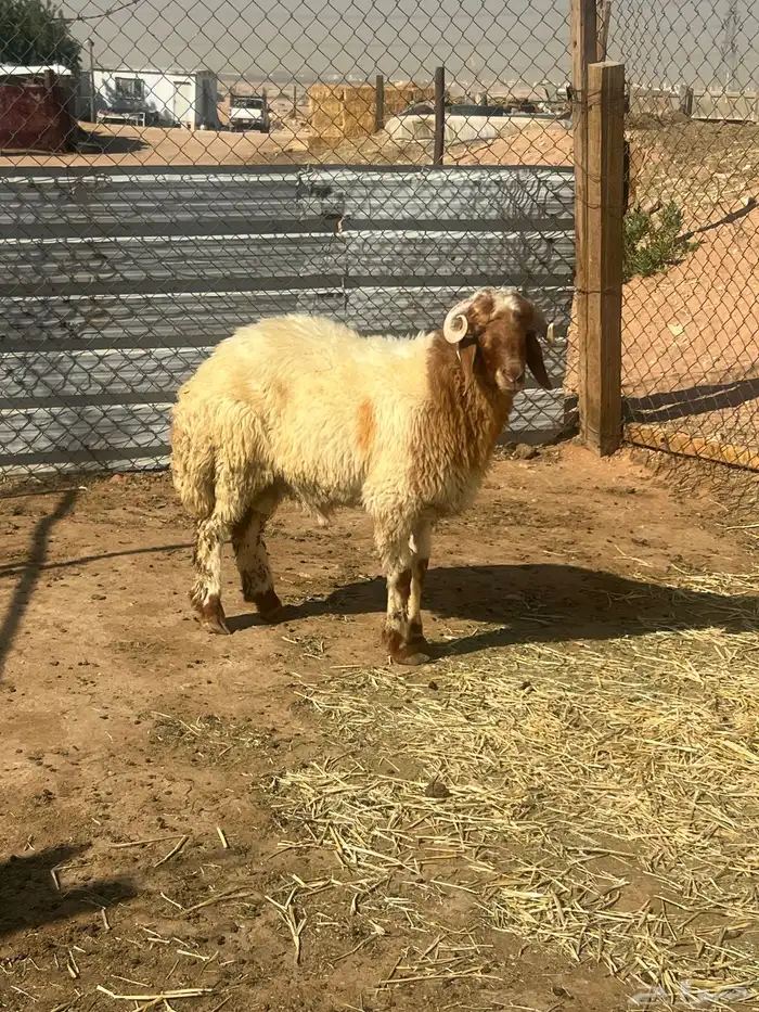 نعيم خرفان هرافى فاخر للآخر 8