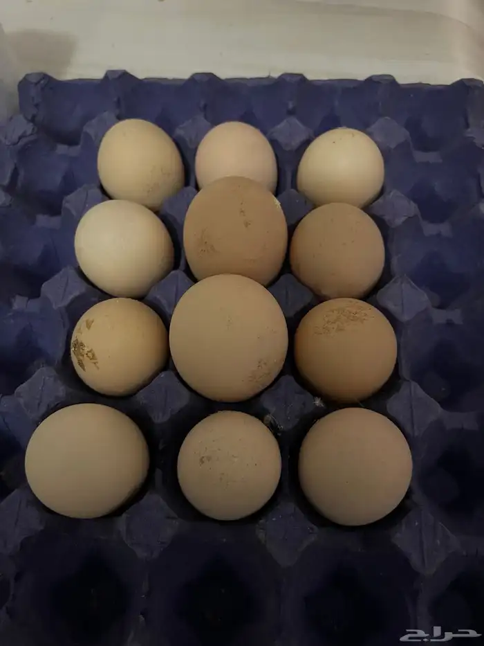 للبيع دجاج لاحم بياض 1