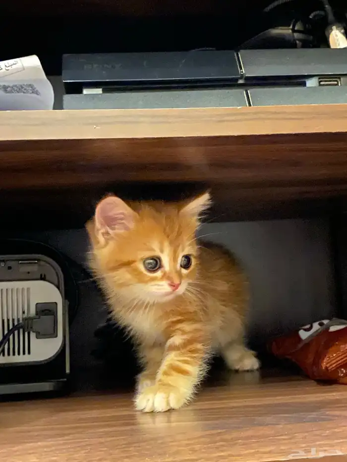 قطط كيتن سكوتش بيور للبيع 8