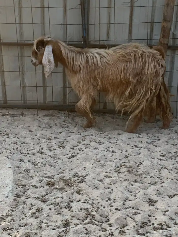 للبيع معزا شاميه ورفيديه والد 4