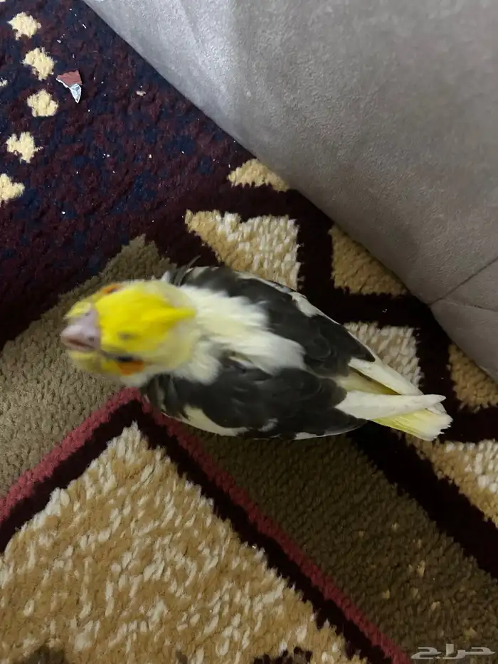 فرخ كروان مكتف 0