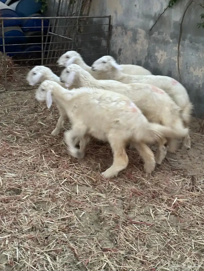 رخال حريات للبيع 4