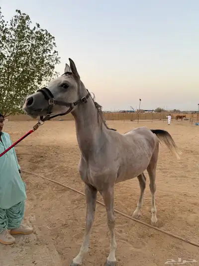 مهر شعبي index