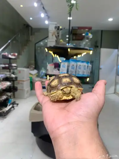 سلحفاة سولكاتا index