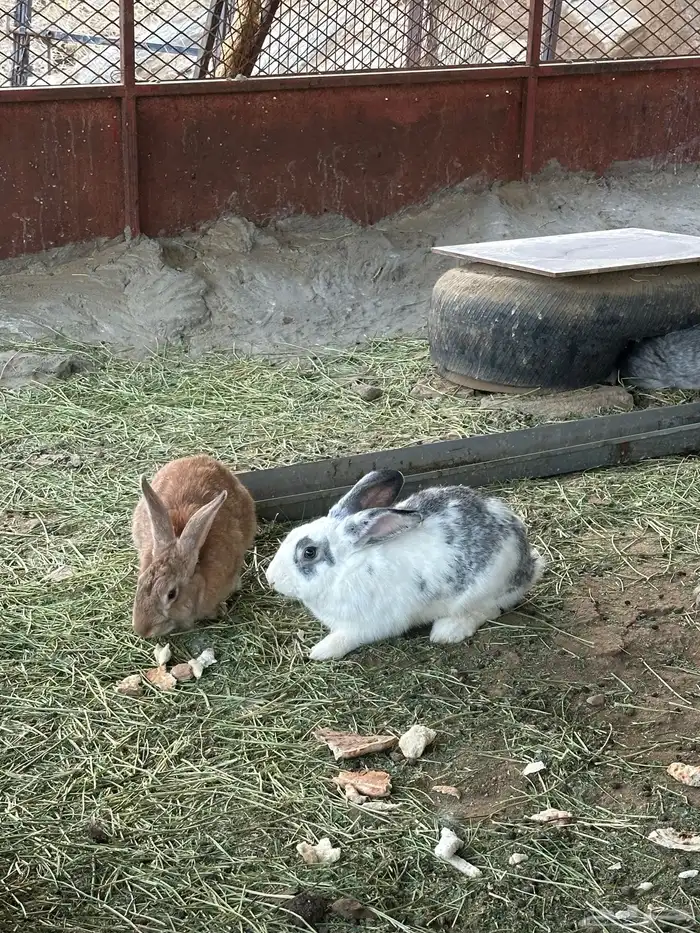 ارانب منتجه 4