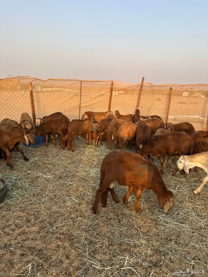 سواكني حمري طيب (تم البيع) 4