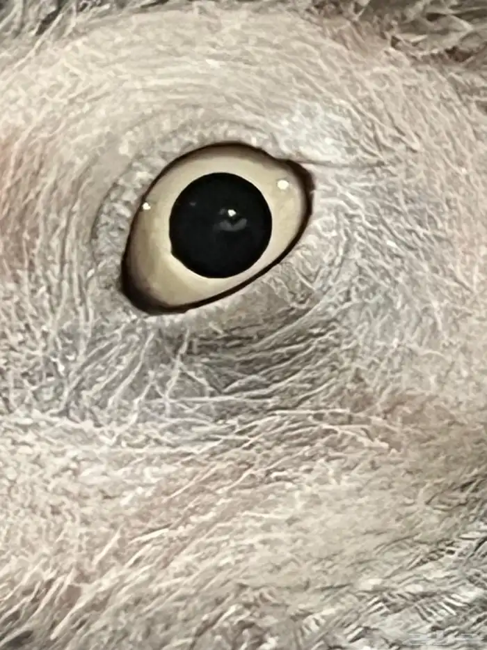 للبيع ببغاء كاسكو 0