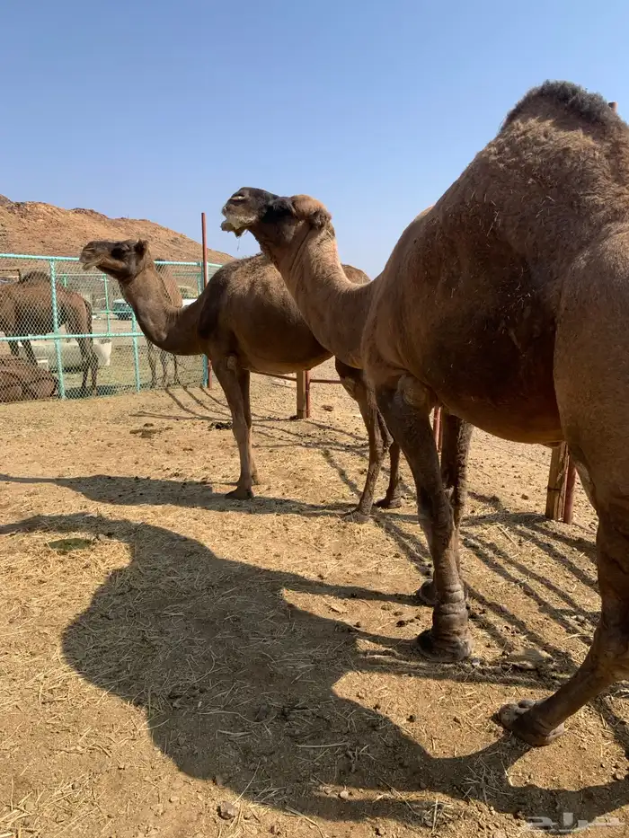 جمل حمر ادهم طيب ومشروط ضراب وعشار ب 12 4