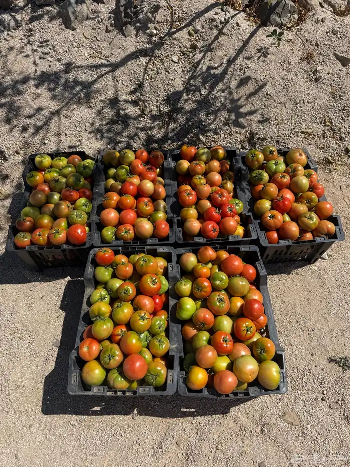 طماطم عرين 1