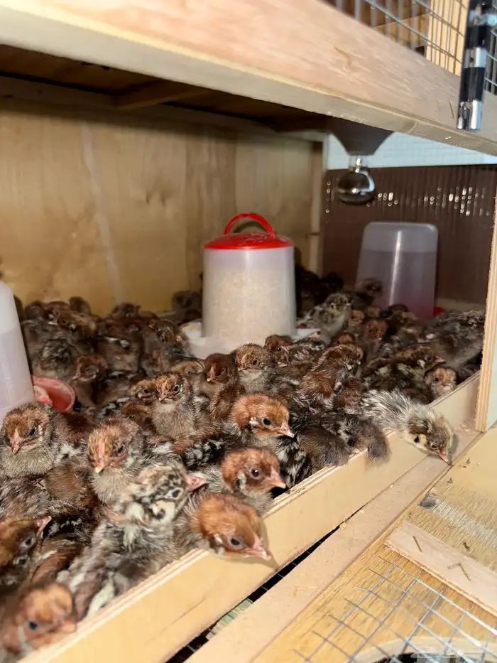 صيصان فيومي العمر اسبوع 0