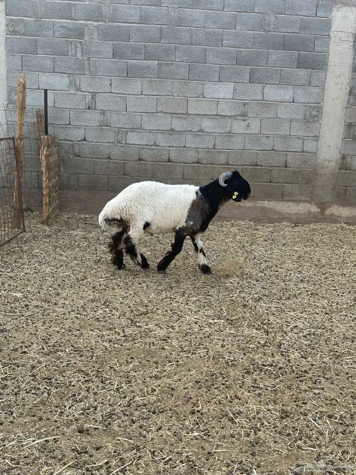 للبيع جذعان صنف مشاريع فحول 5