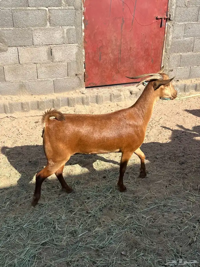 عنز جبره دافع 1