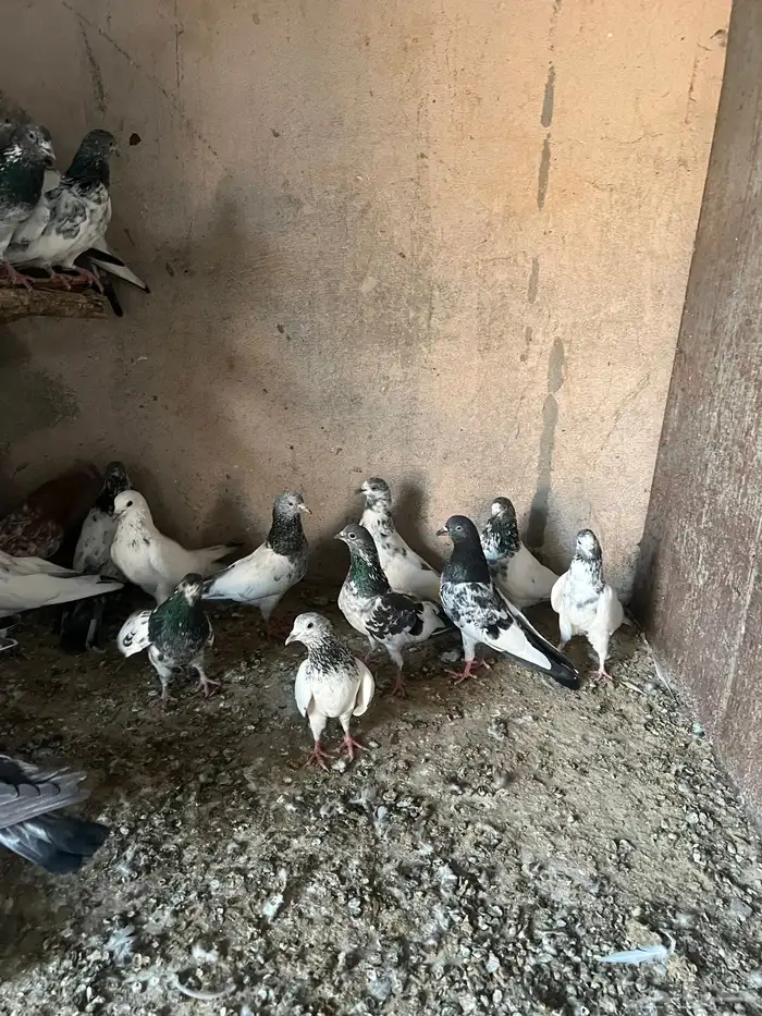 باكستانيات(تم البيع) 3