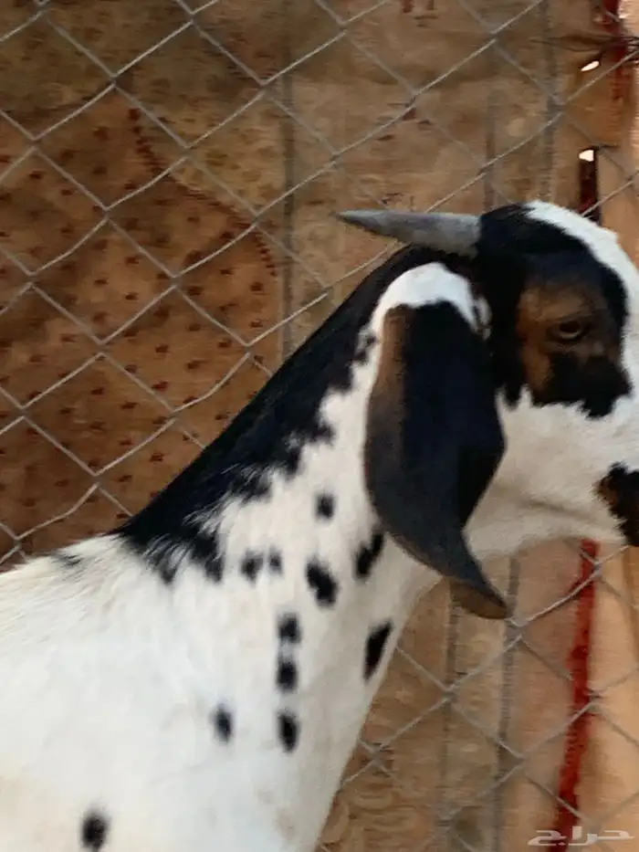 جفره مضربه 3