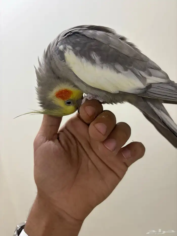 للبيع كروان متكلم لعوب تصفير النمر الوردي سلام عليكم بيكي 6