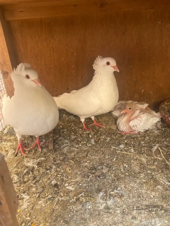 جوز مالطي مصري 3