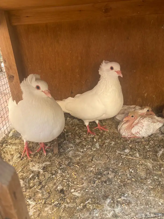 جوز مالطي مصري 2