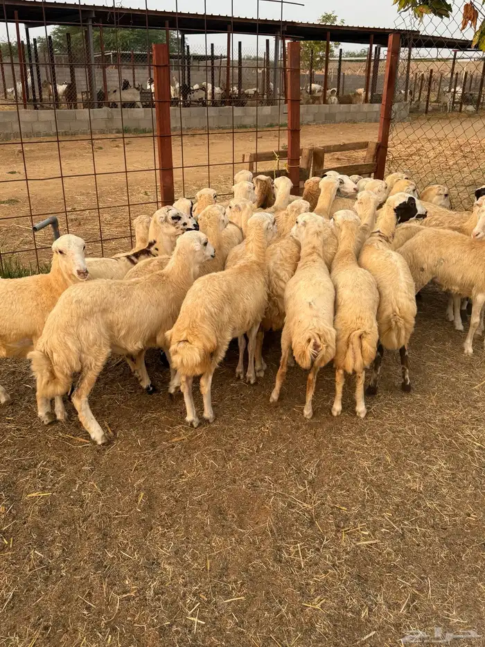 رخيل رفيد صنف وجروم كبار 1