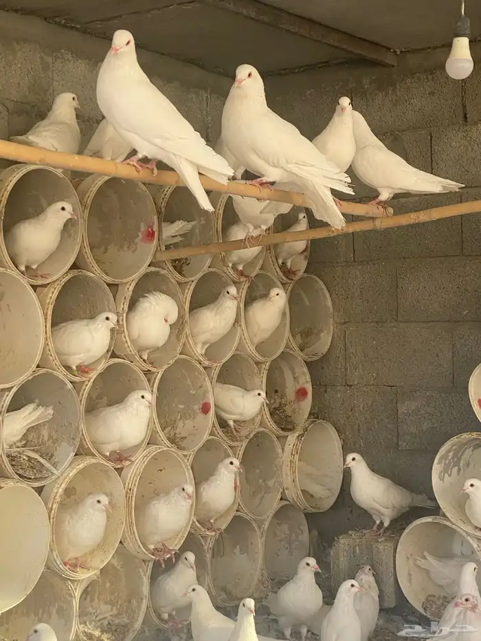 حمام فرنسي جامبو عشه كامله 9