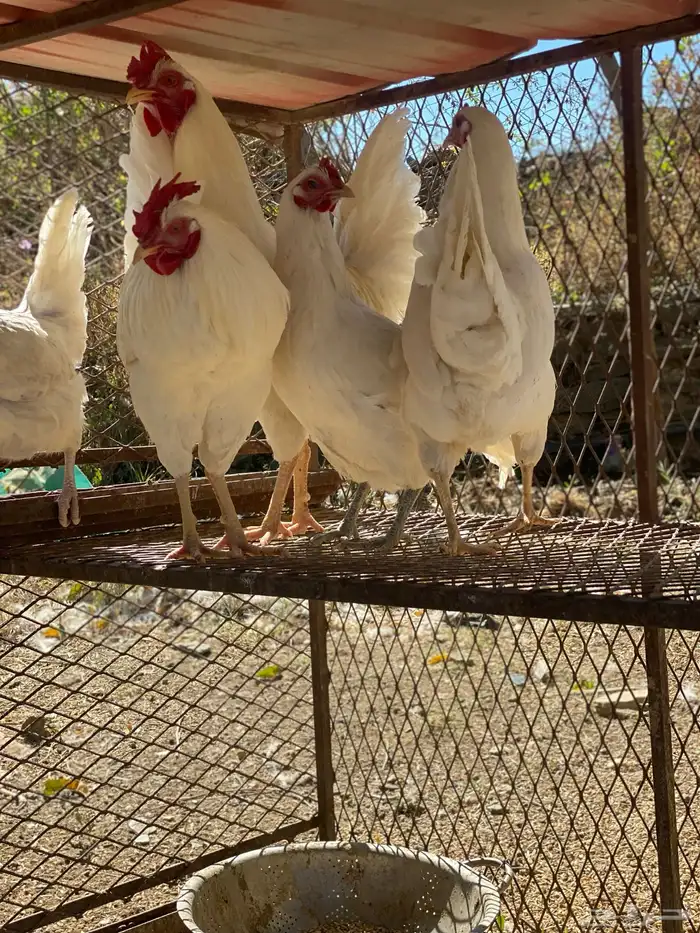 دجاج بلدي للبيع 0