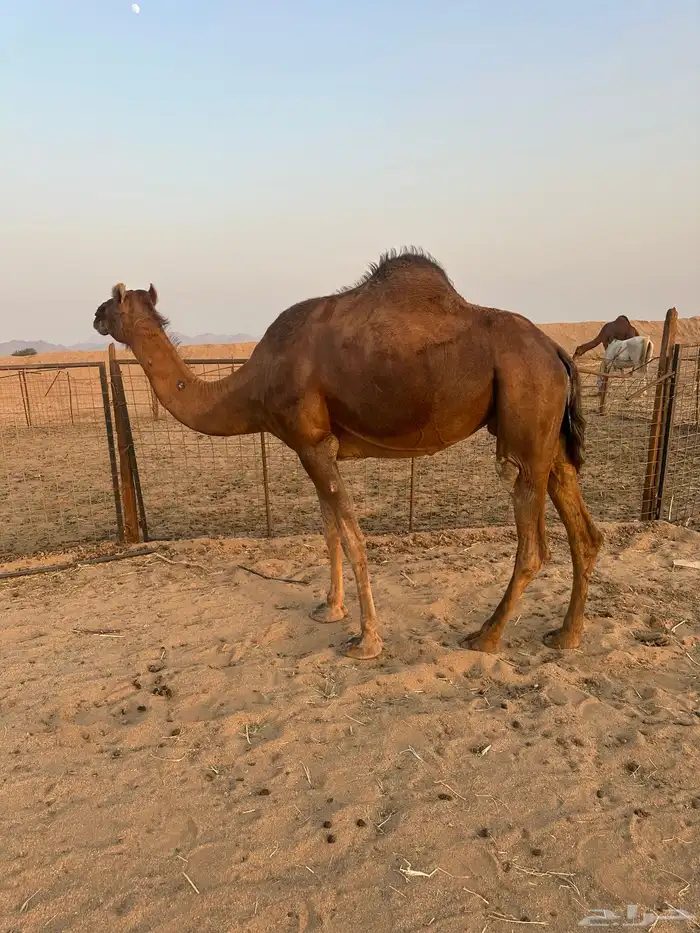 اعرض لكم ناقتين حمر دهم خلفه ولقحه 8