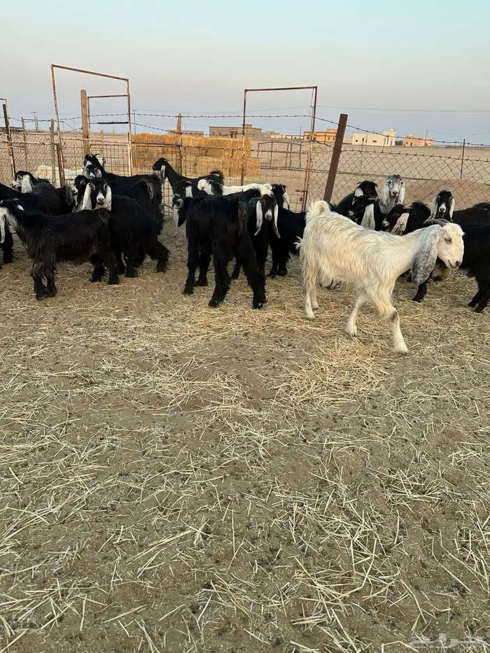 معزا جذعات 5