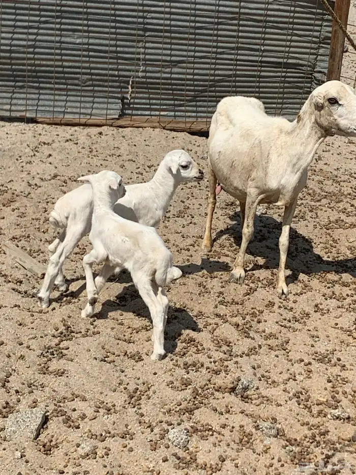 للبيع معزا شاميه ورفيديه والد 11