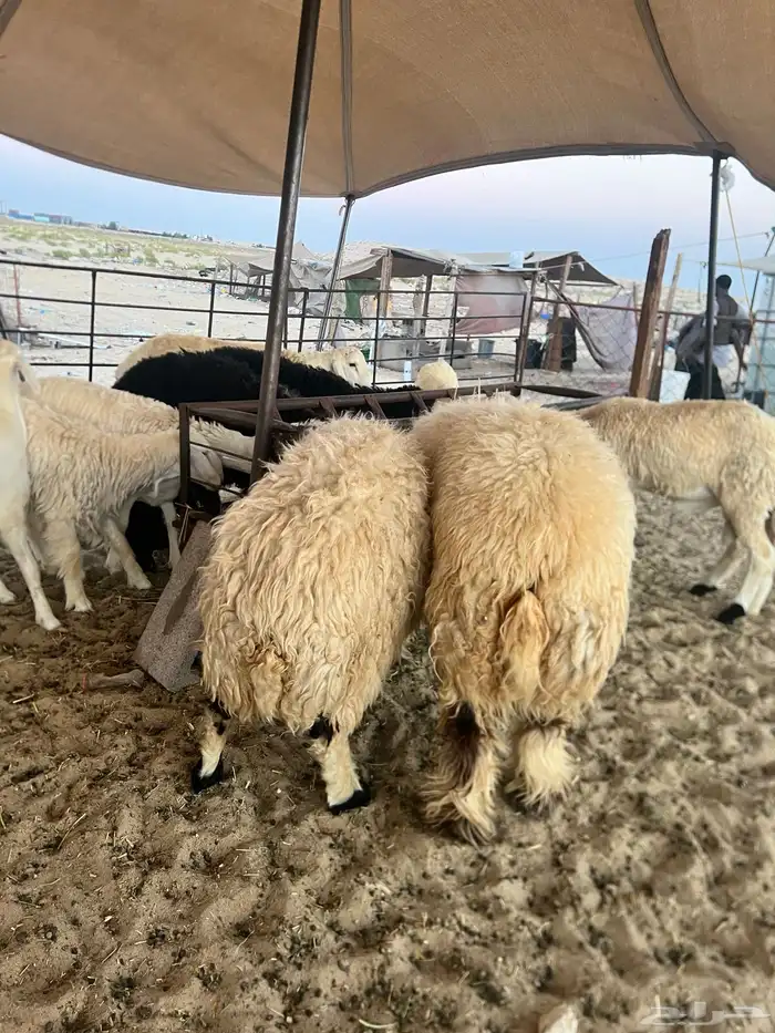 حريات وعرب 3