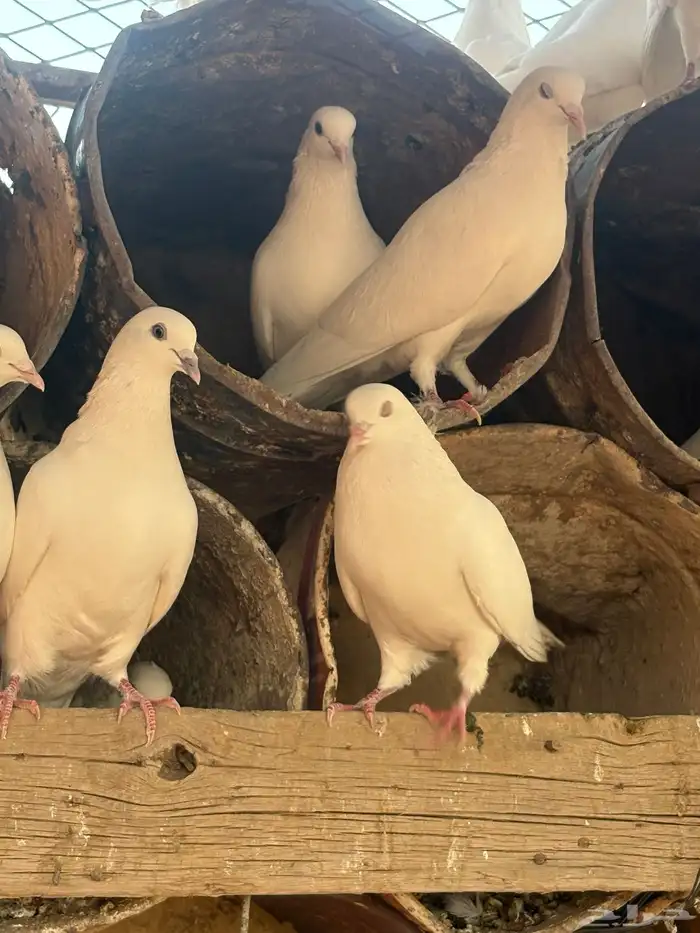 عشه هنديات منتجه لون مميز ابيض وجرب طيب 11