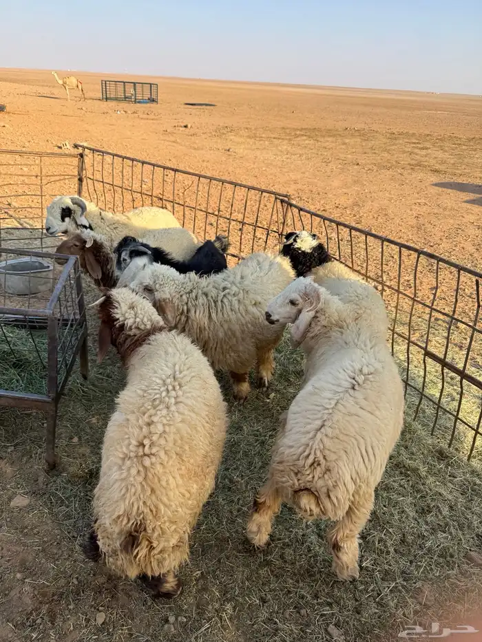 طليان للبيع ثلاثه مشروكه نعيمي وحري ثلاثه نعيم وتيس واحد 2