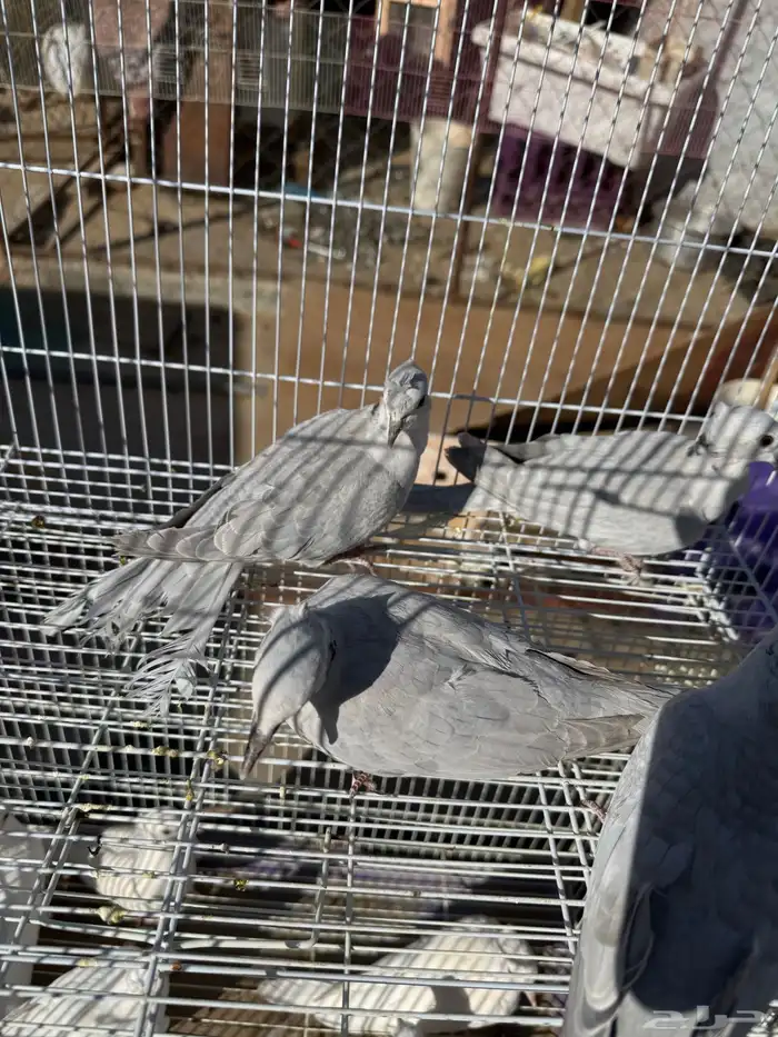 قماري البينو وسلفر 8