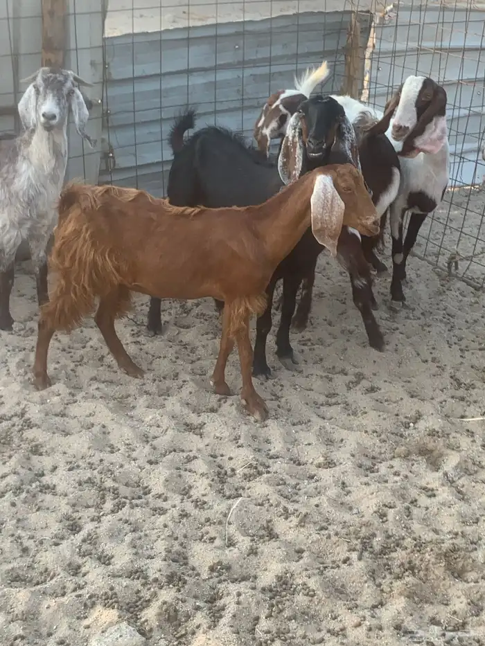 للبيع معزا شاميه ورفيديه والد 2