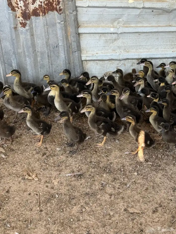 بط للبيع مصري 2