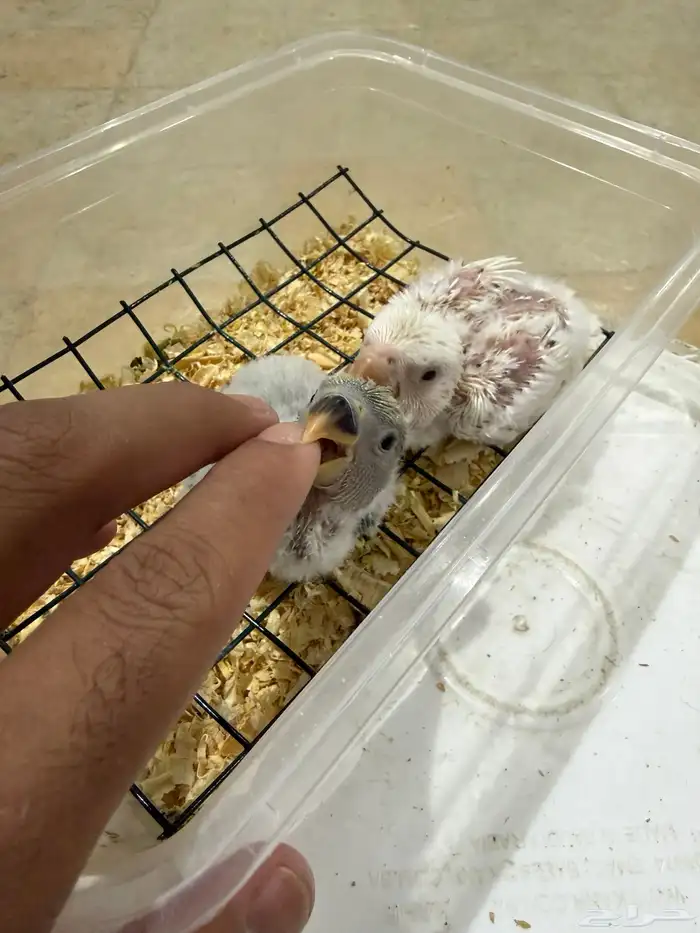 فرخين روز غر حجم وصحه ونظافه 3