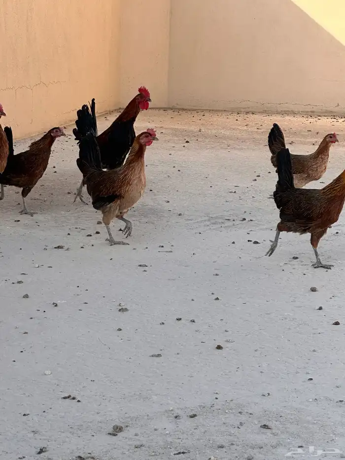 دجاج عربي اصيل ( تم البيع ) 5