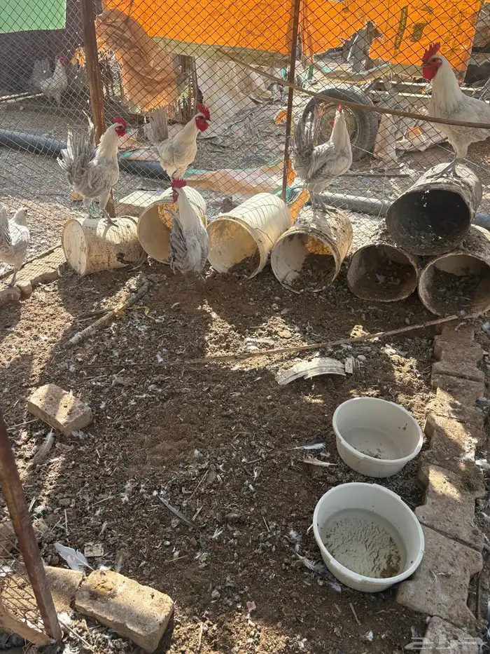 ديوك فيومي 1