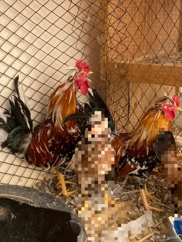 دجاج عربي قديم 0