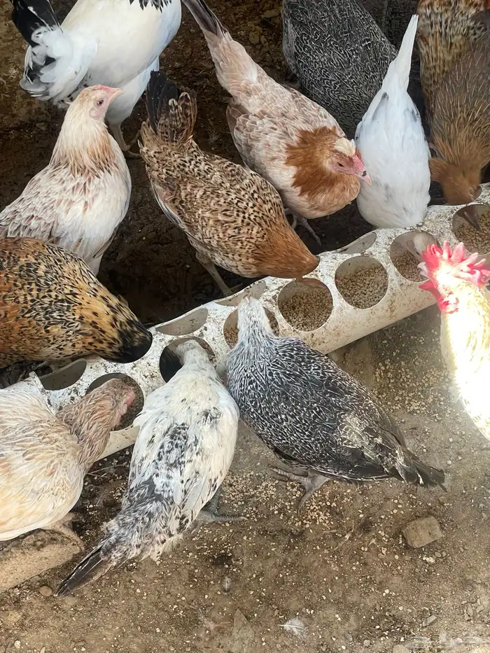 مراح دجاج كامل ونظيف للبيع جمله فقط   للجادين فقط 1