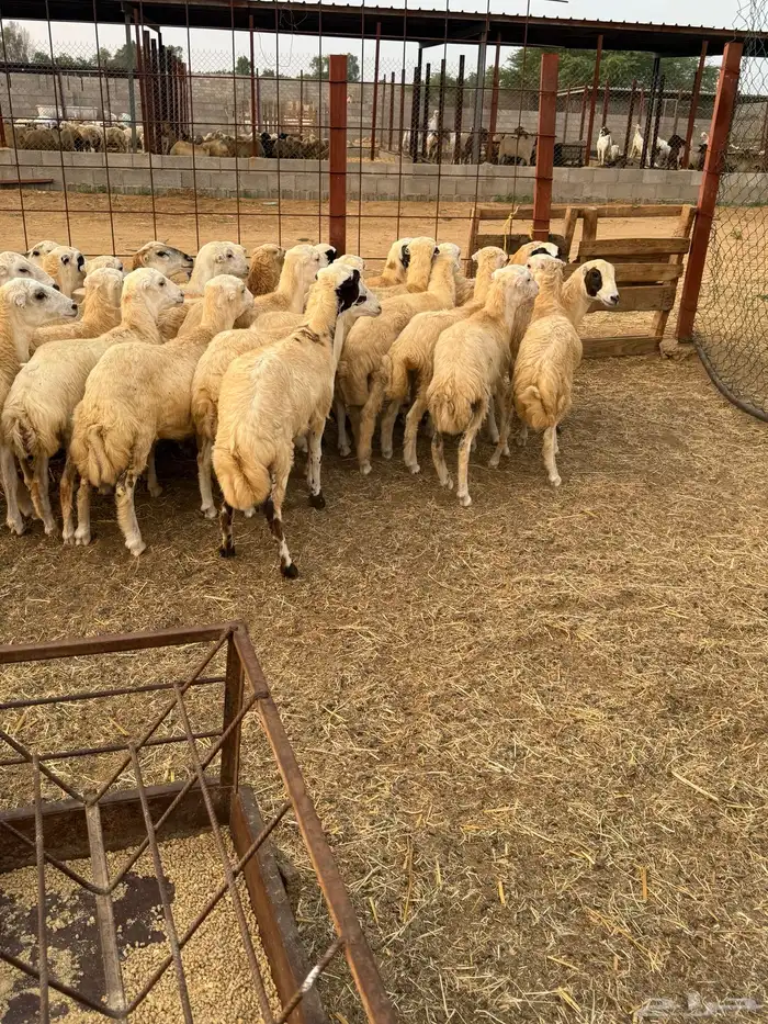 رخيل رفيد صنف وجروم كبار 2