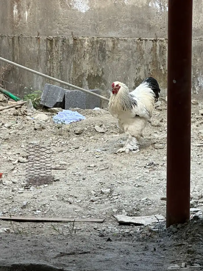 ديوك براهما 2 9