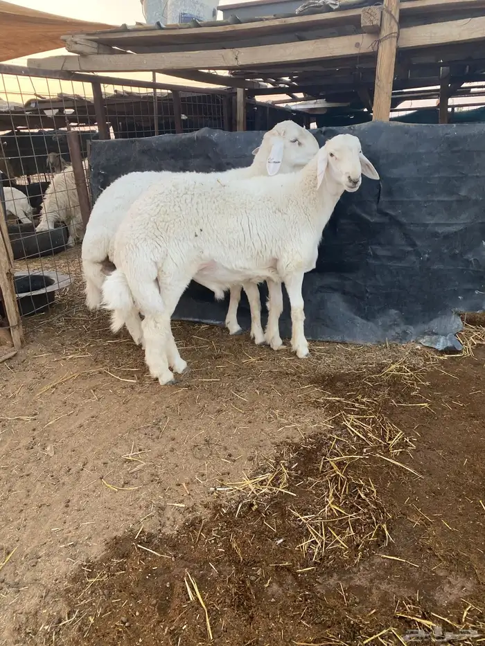 طلي حري صنف وبره قطنيه ارتفاع فاخر 3