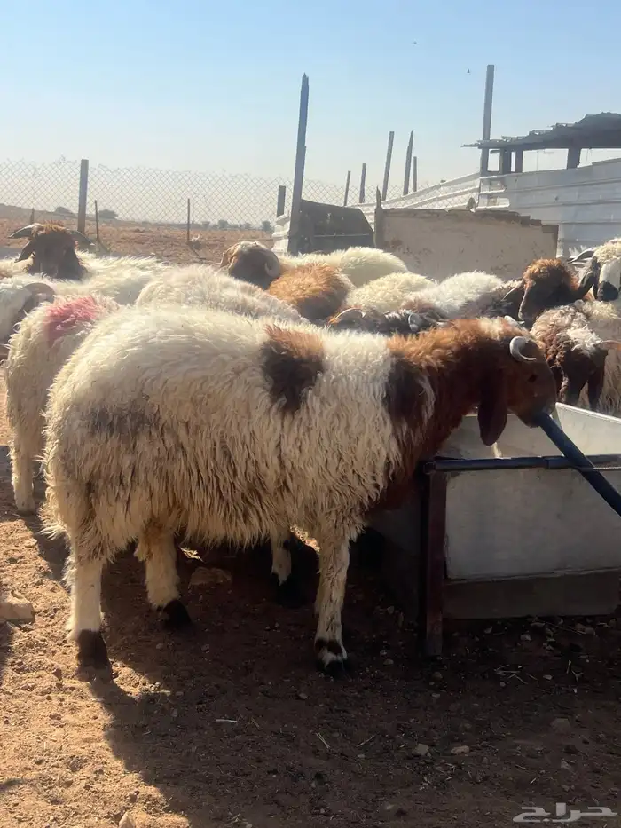 نعيم خرفان هرافى فاخر للآخر 6